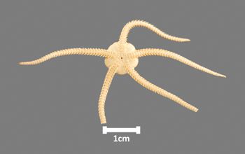 Media type: image;   Invertebrate Zoology OPH-4025 Aspect: ventral